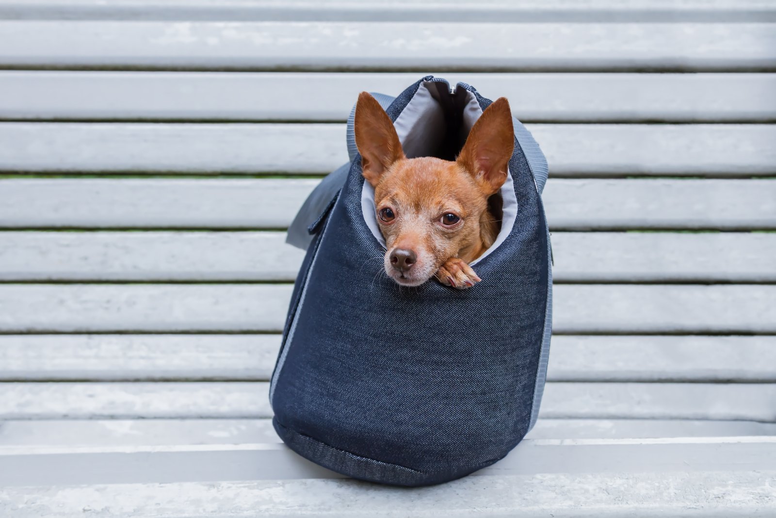 denim dog bed