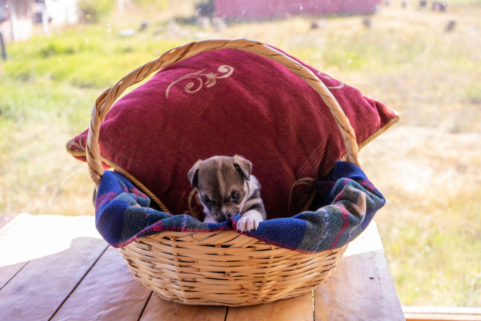 diy big dog bed