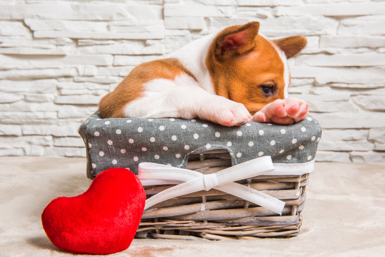 diy dog bed