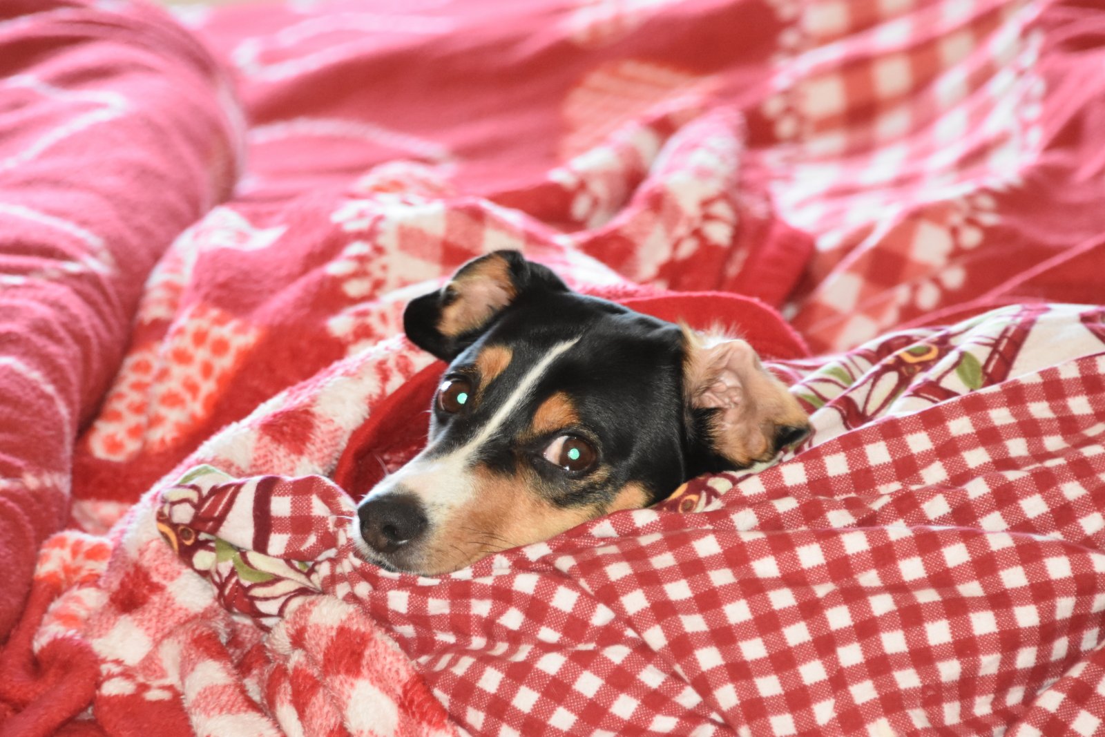 diy dog bed cover