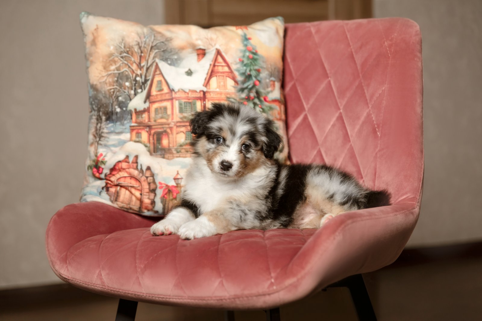diy dog bed pillow