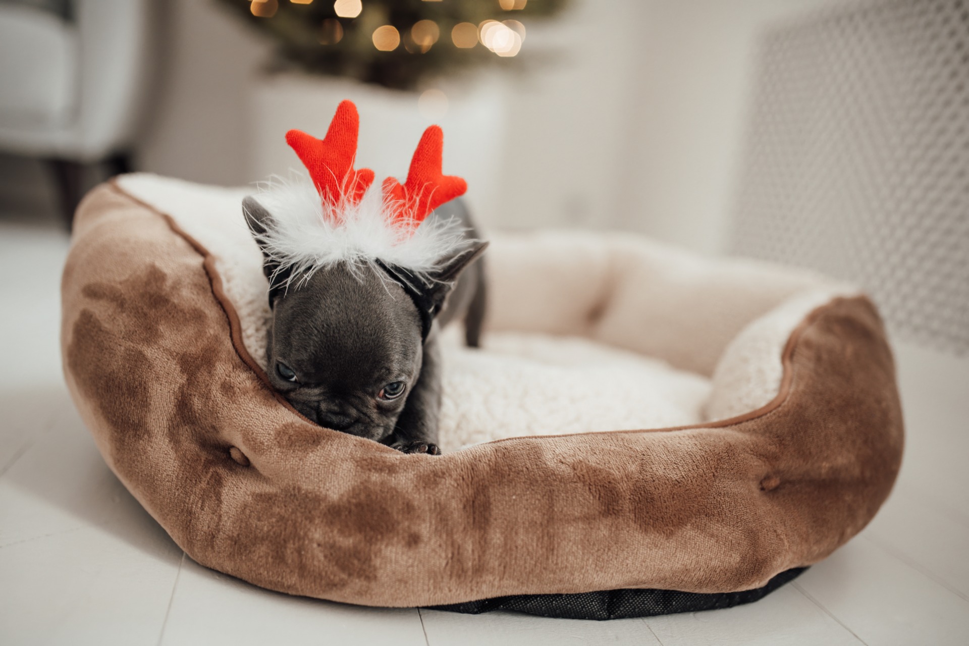 diy dog cave bed
