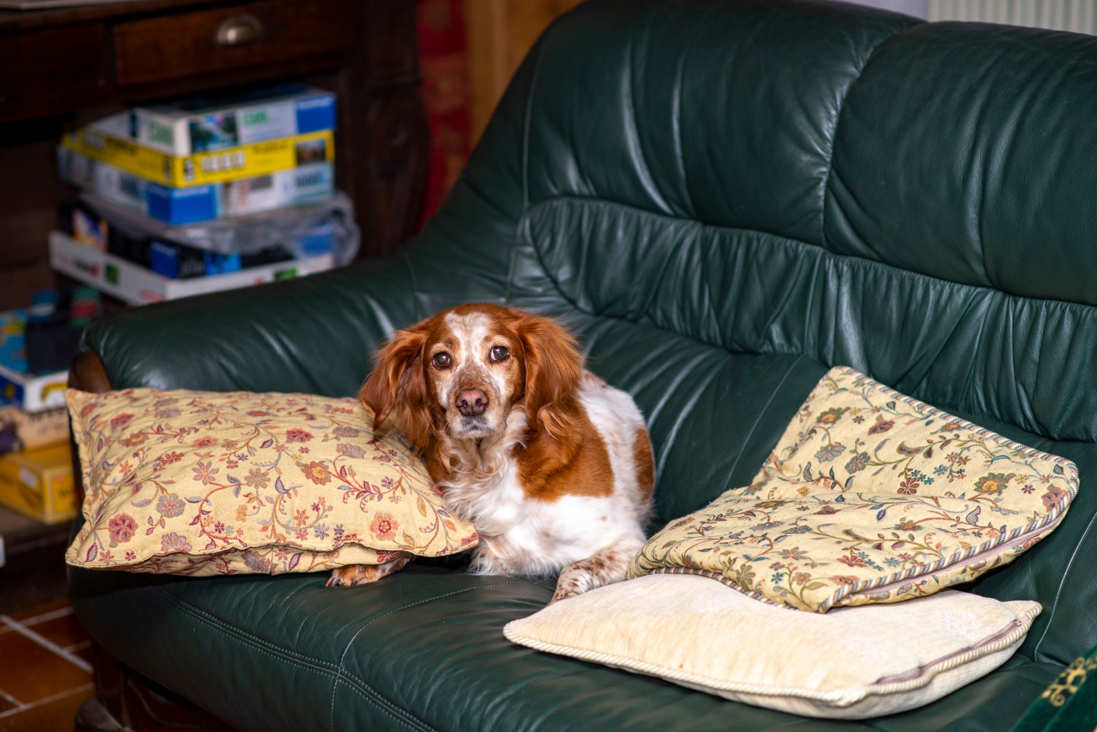 diy dog couch bed