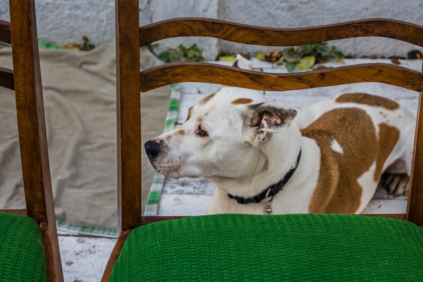 diy dog ramp for bed
