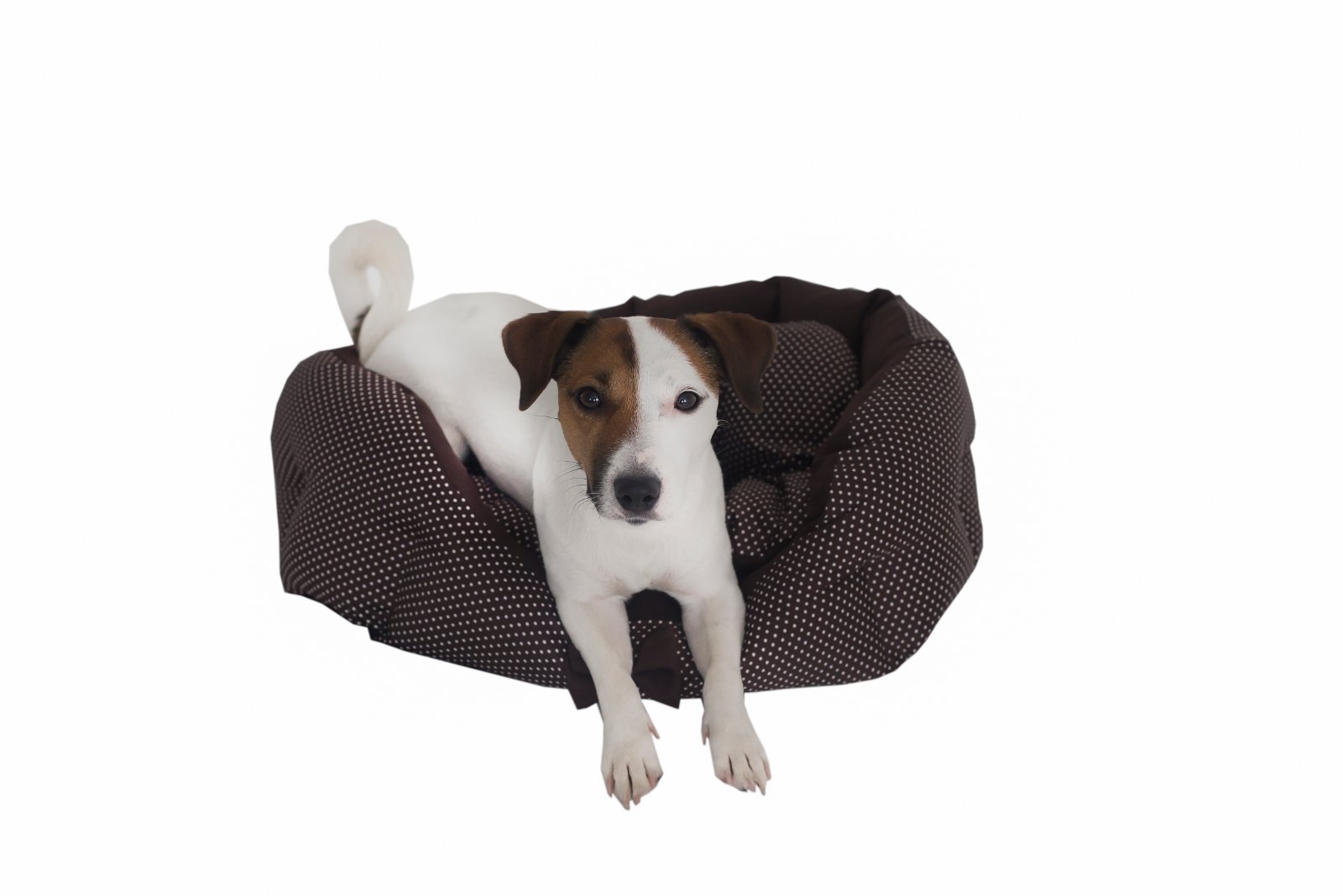 dog bed bench