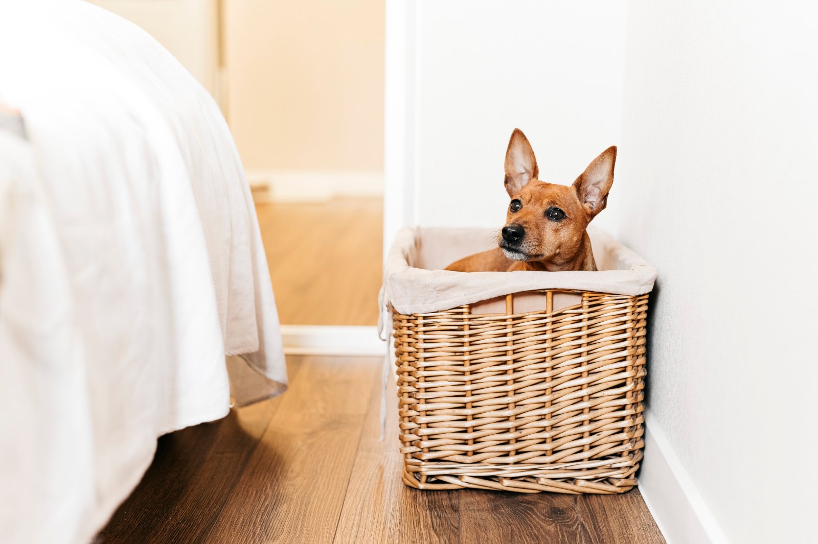 dog bed cabinet