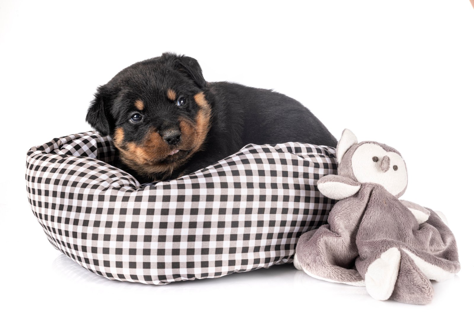 dog bed for end of bed