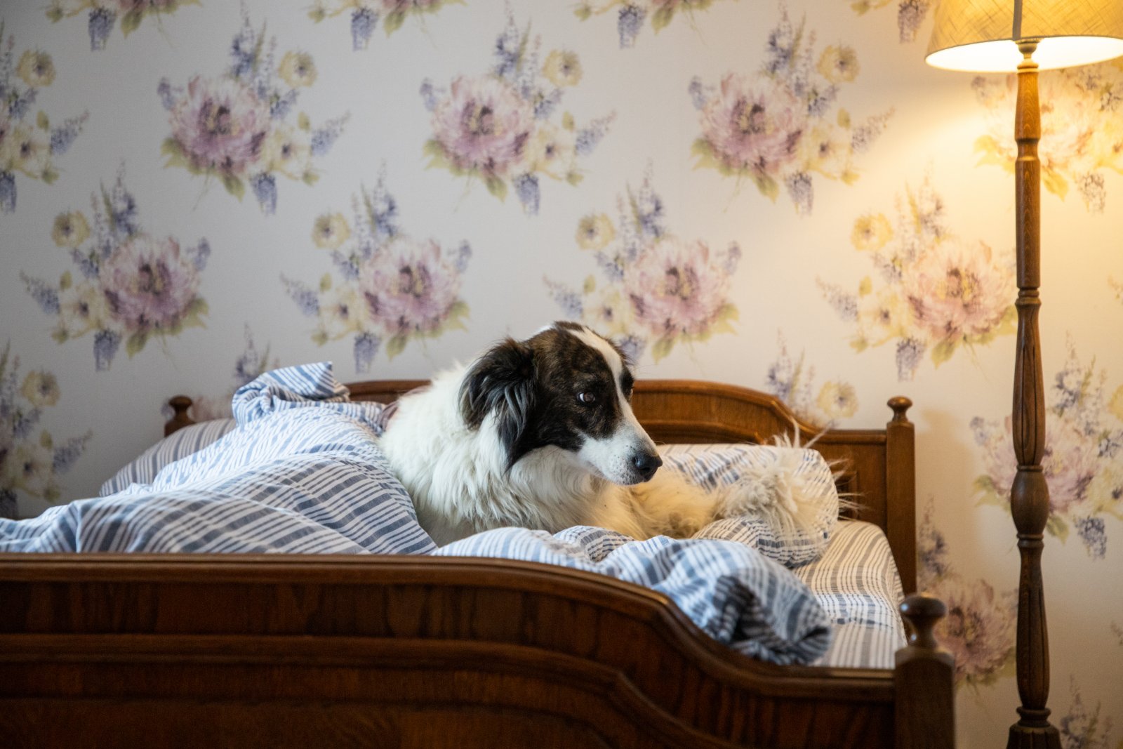 dog bed ideas for bedroom