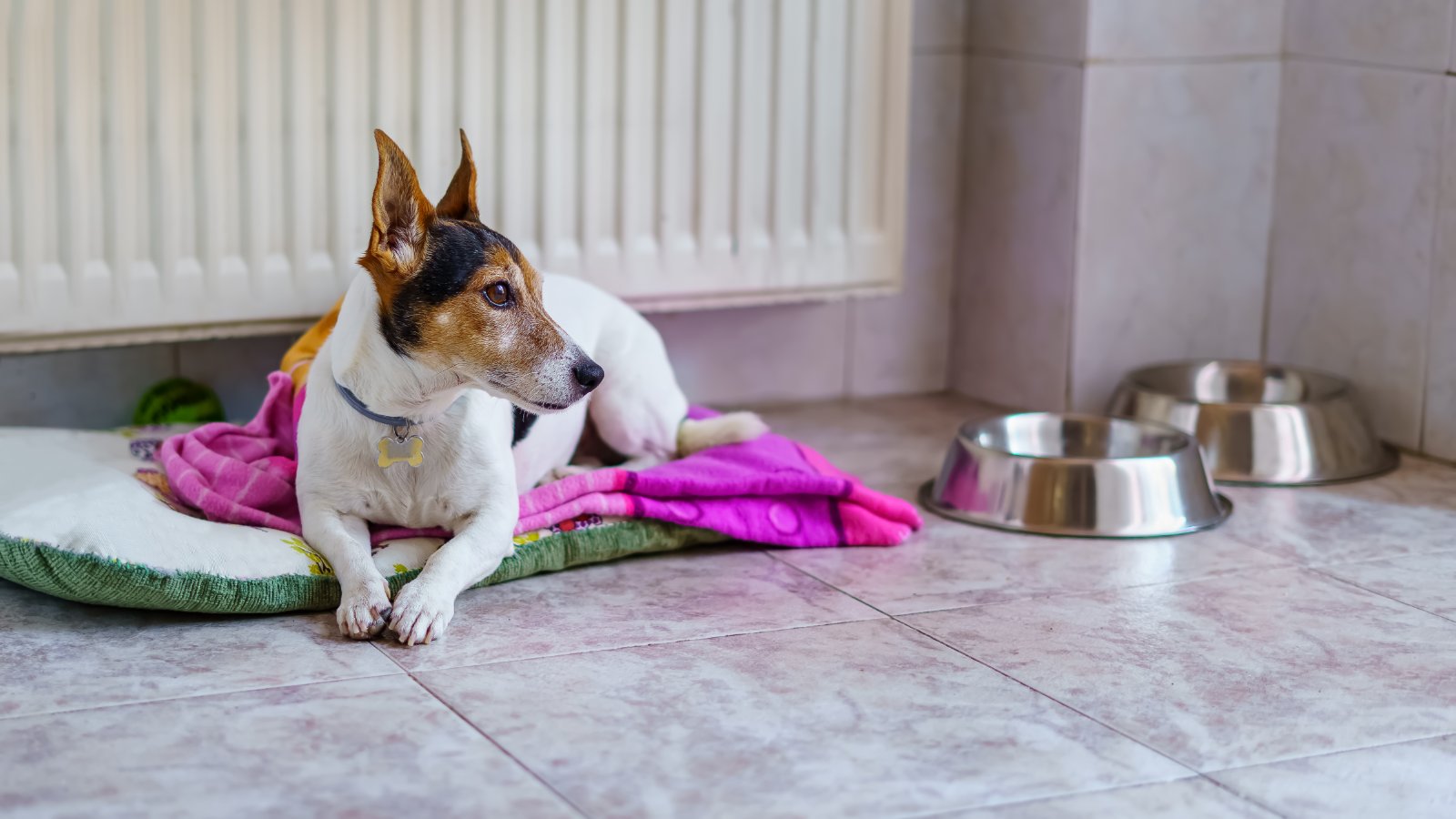 dog bed in kitchen