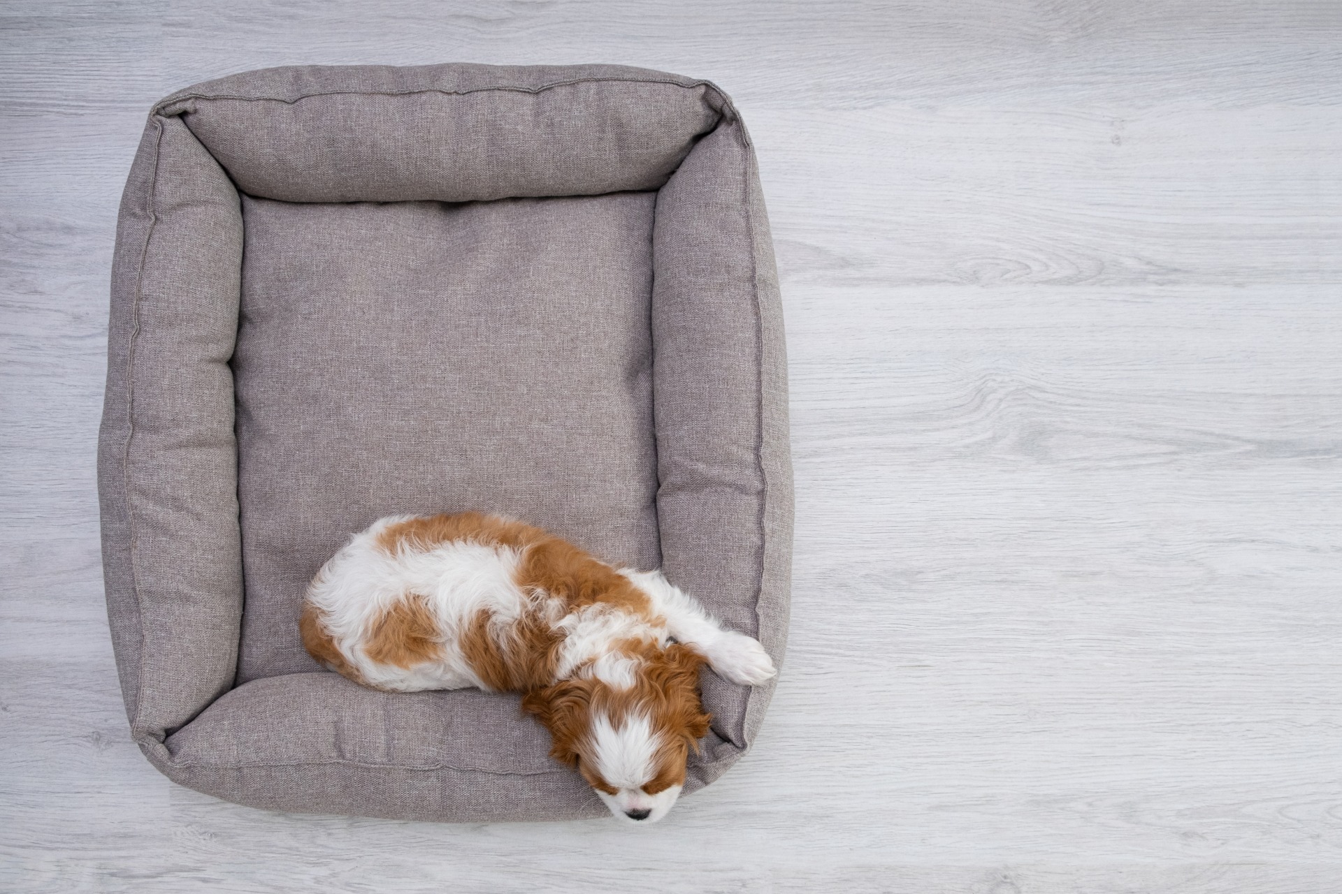 dog bed plans