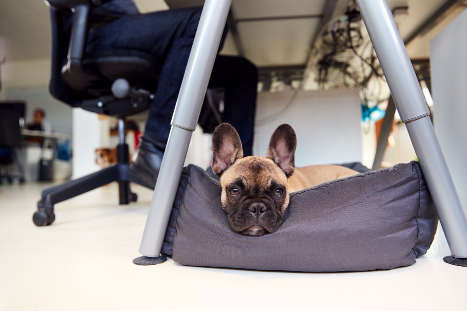 dog bed under desk
