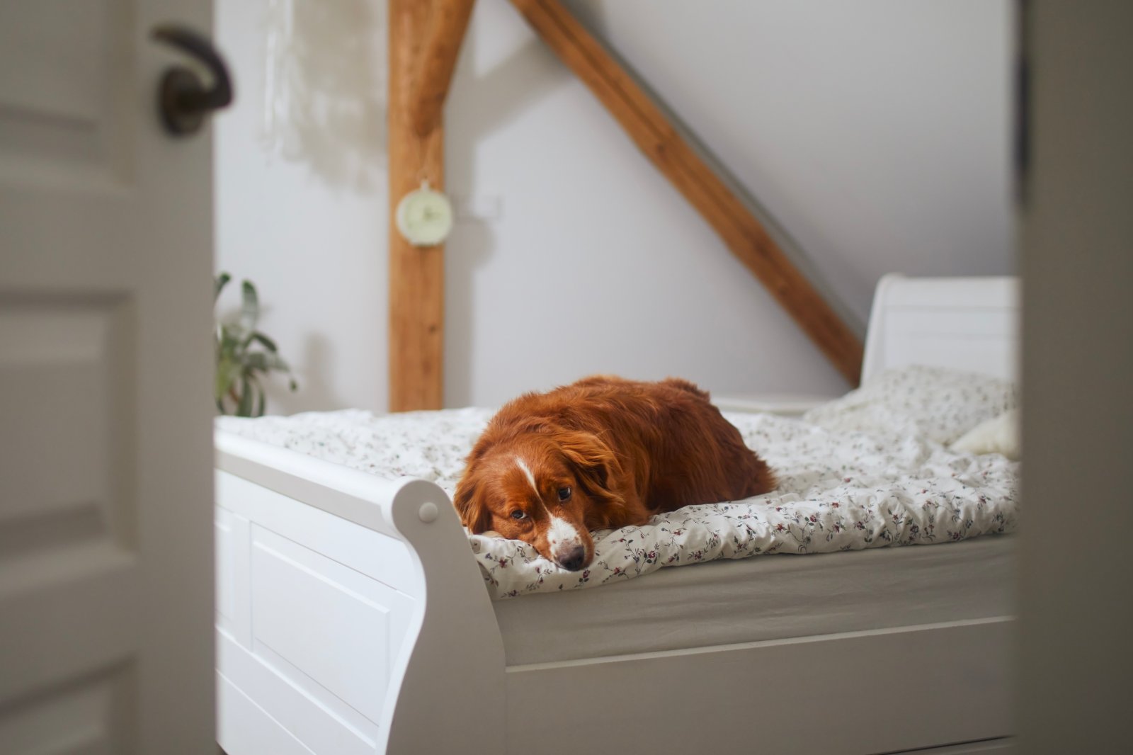 dog bed under stairs
