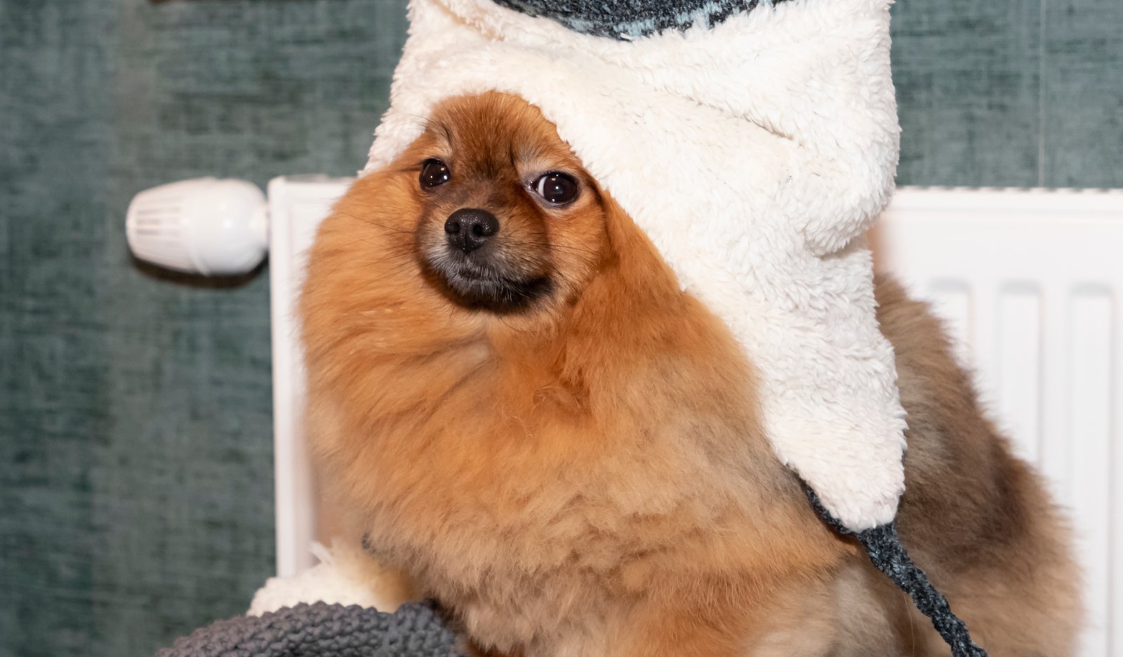 dog bed with storage