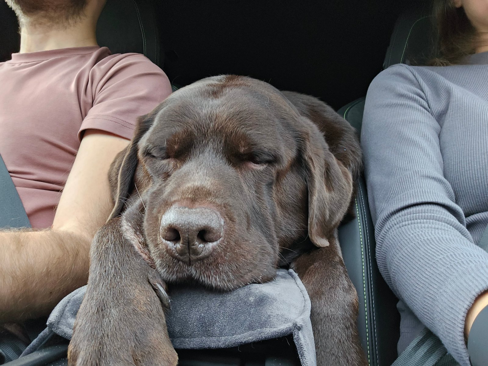 dog car seat bed