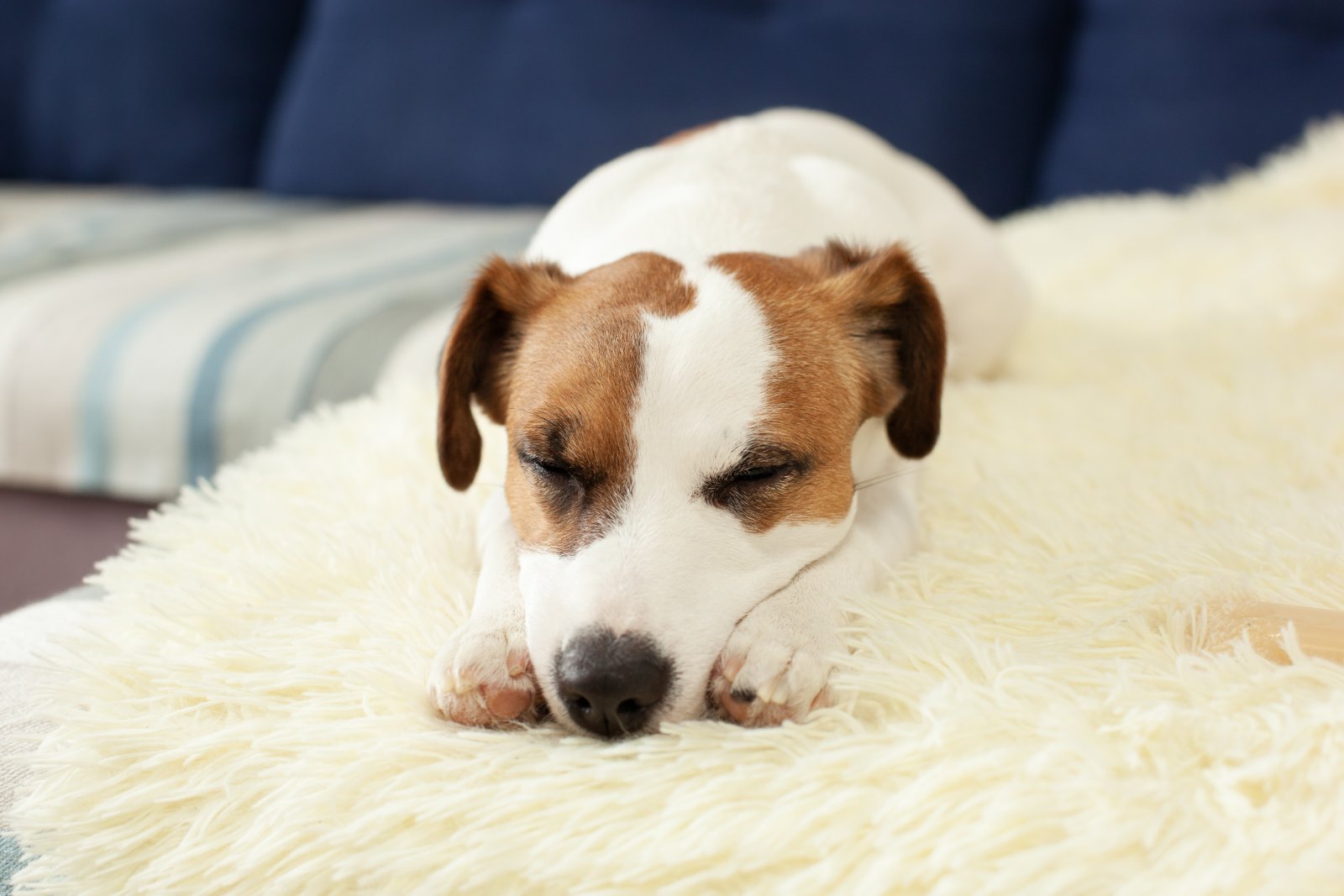 dog couch bed