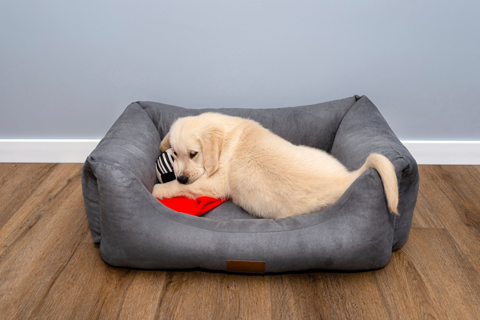 dog house bed