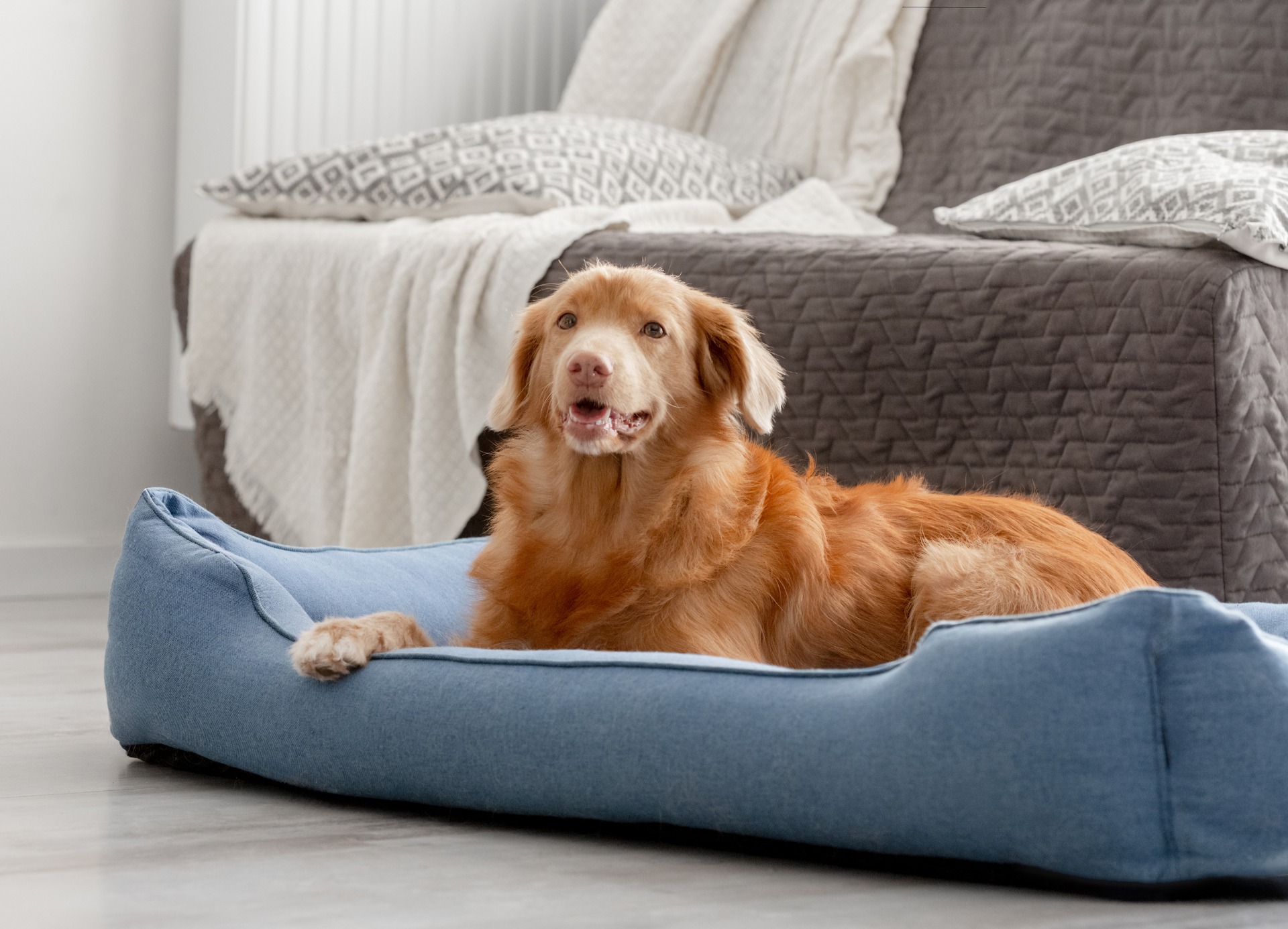 dog loft bed