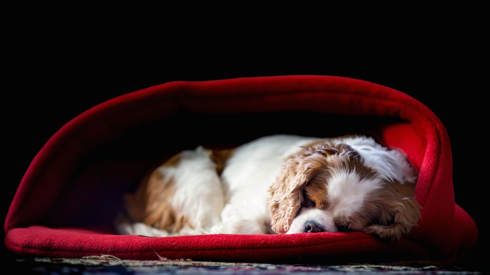 dog murphy bed