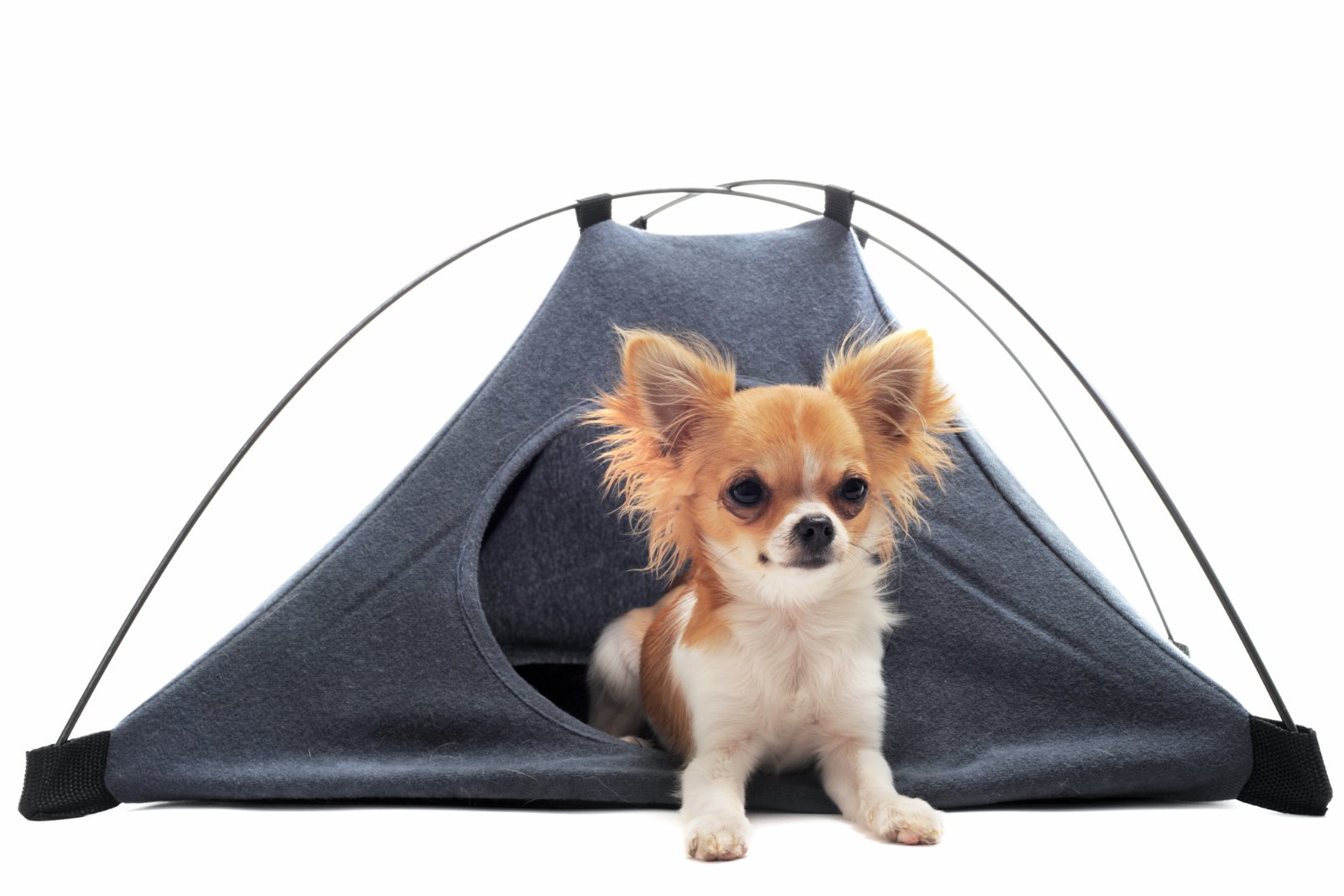 dog tent bed