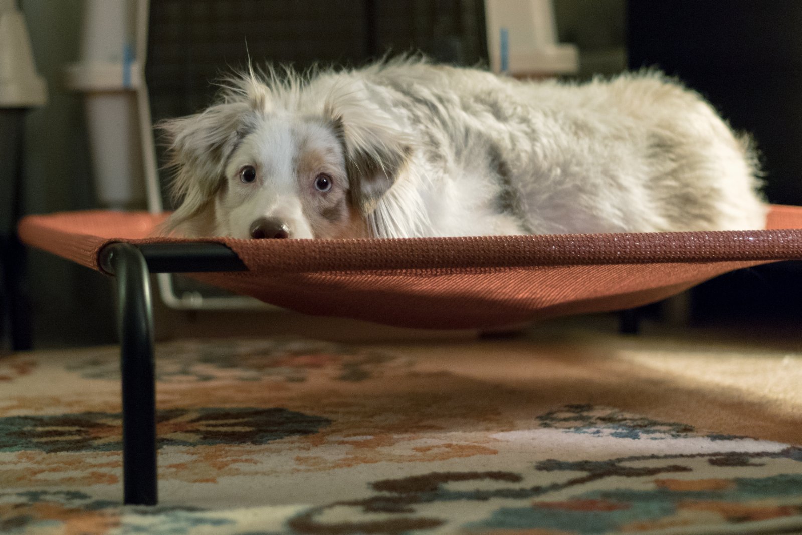 elevated dog bed