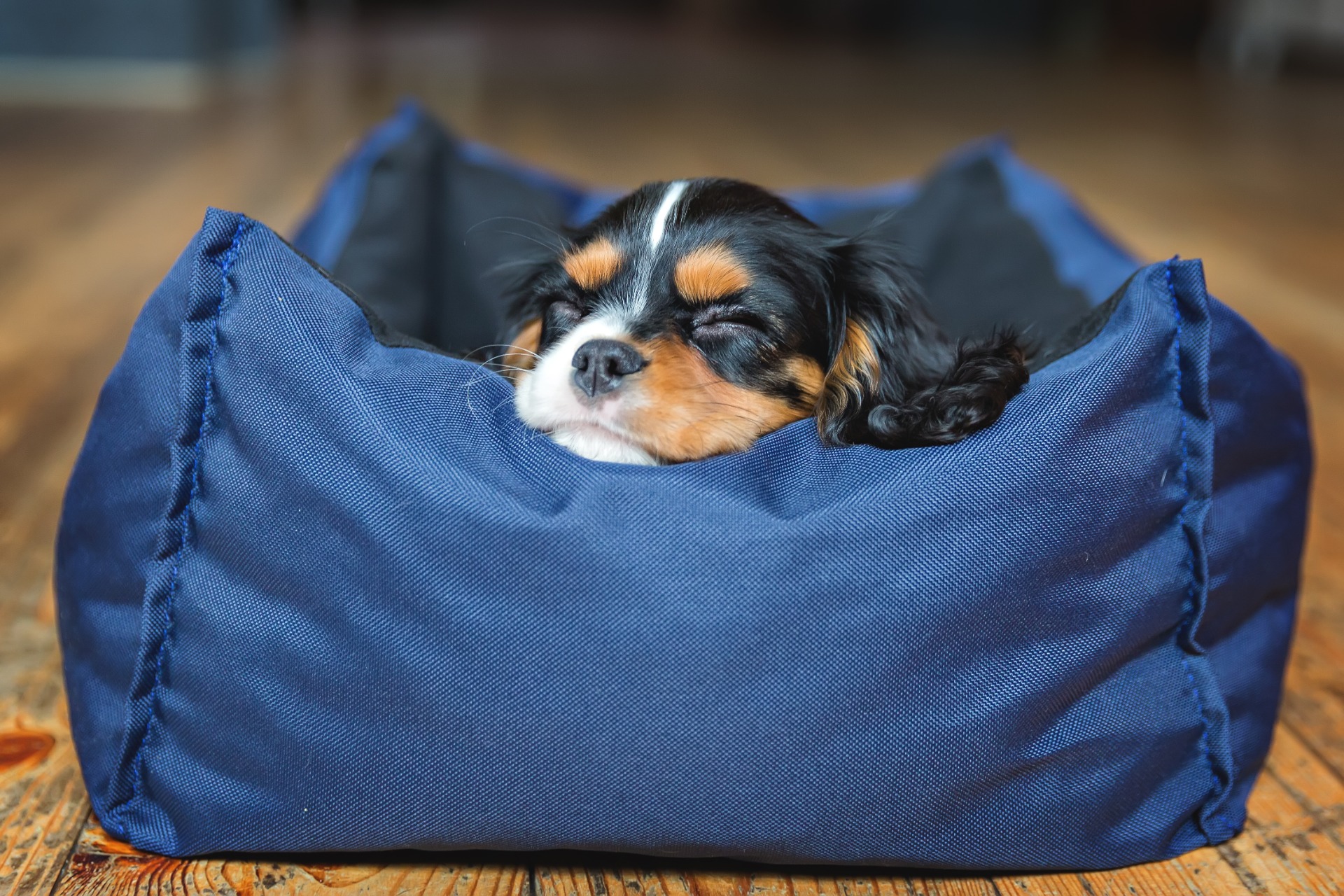 enclosed dog bed