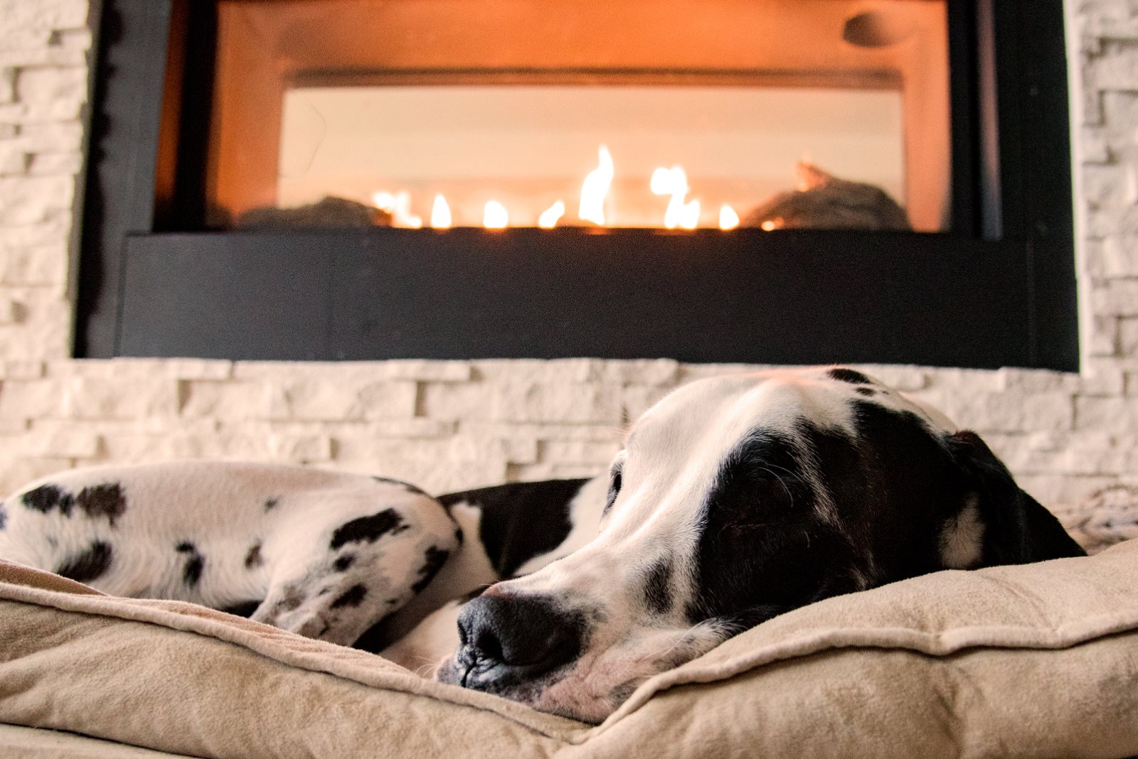 fireplace dog bed