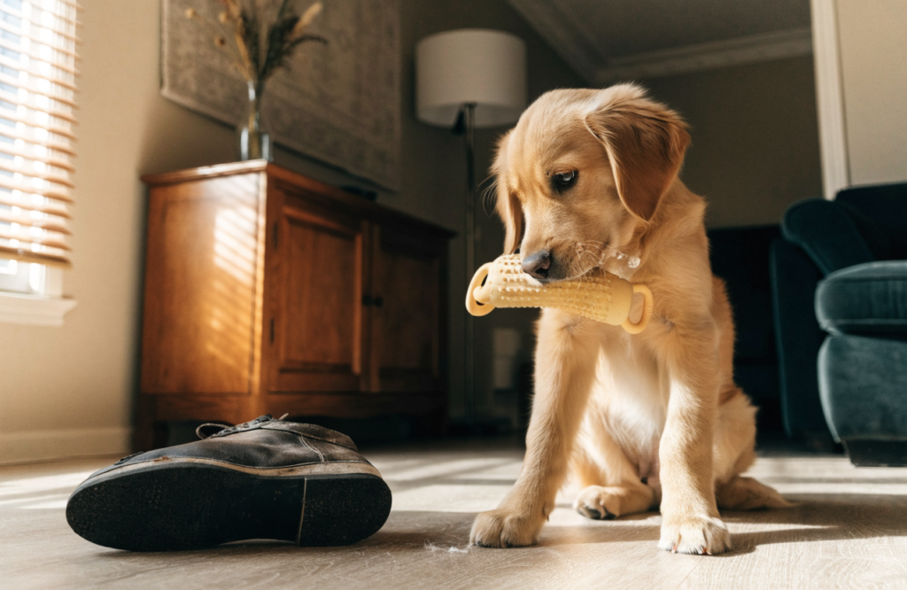 Golden retriever puppy chewing a teething toy instead of a shoe