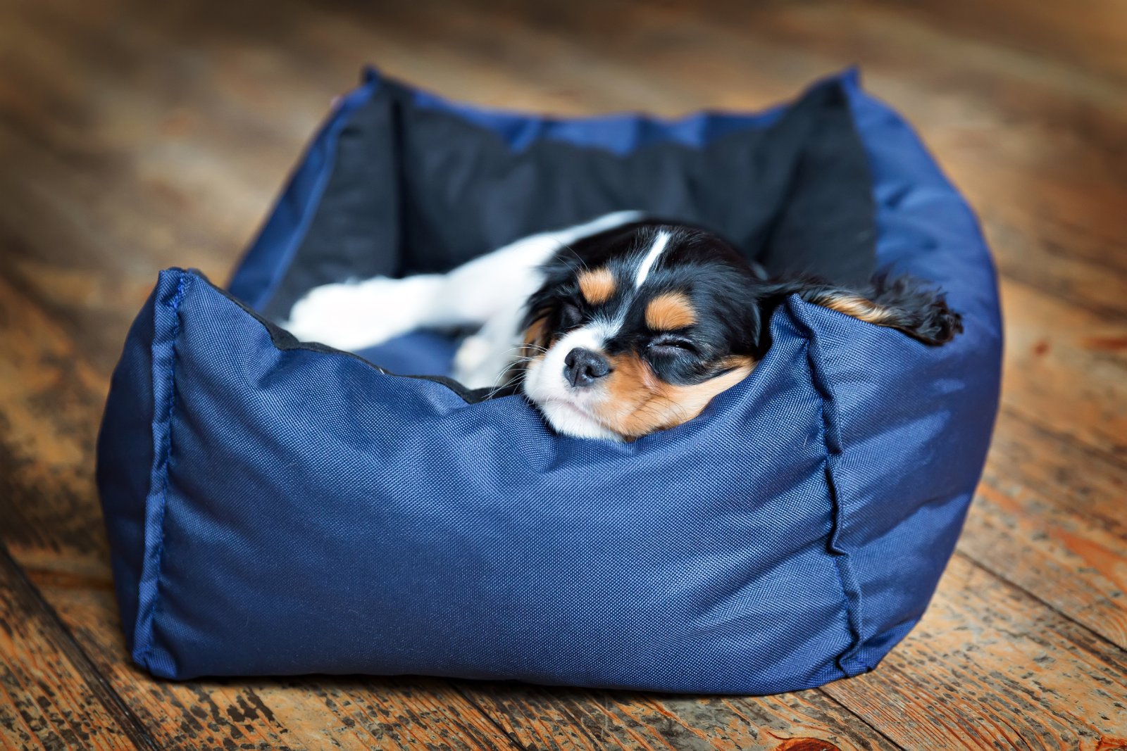 indestructible dog bed