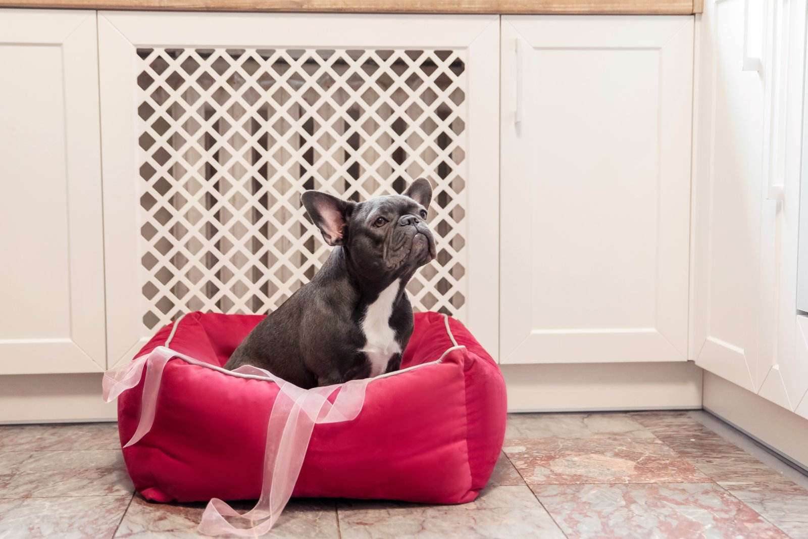 indoor dog bed