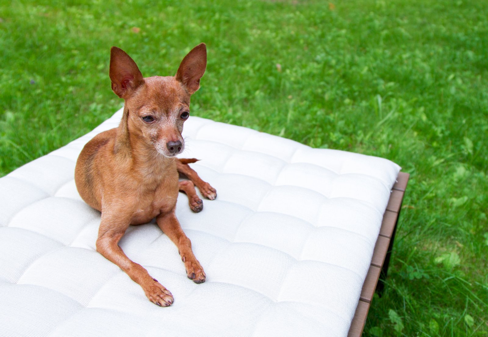 memory foam dog bed