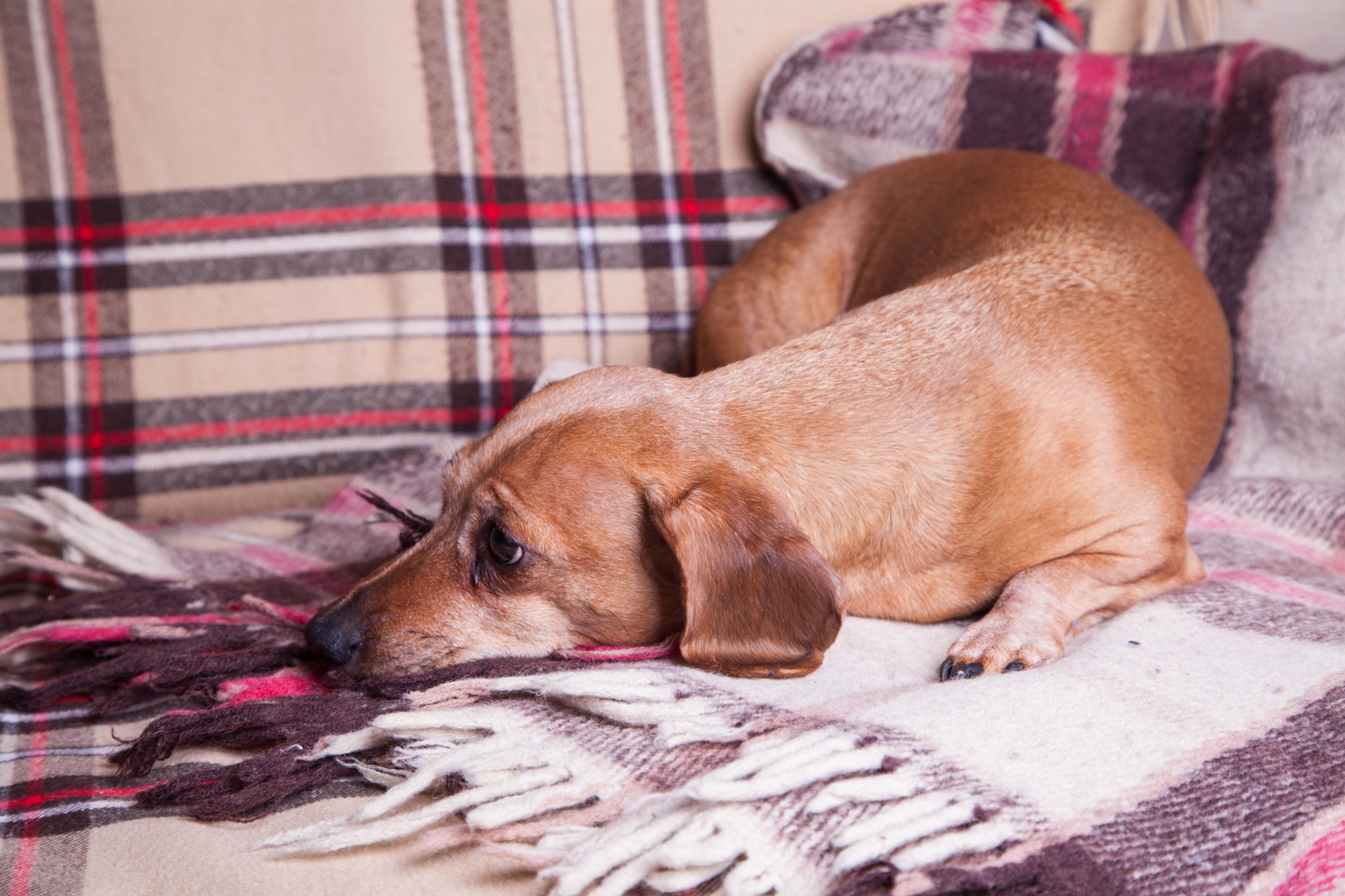 no sew dog bed