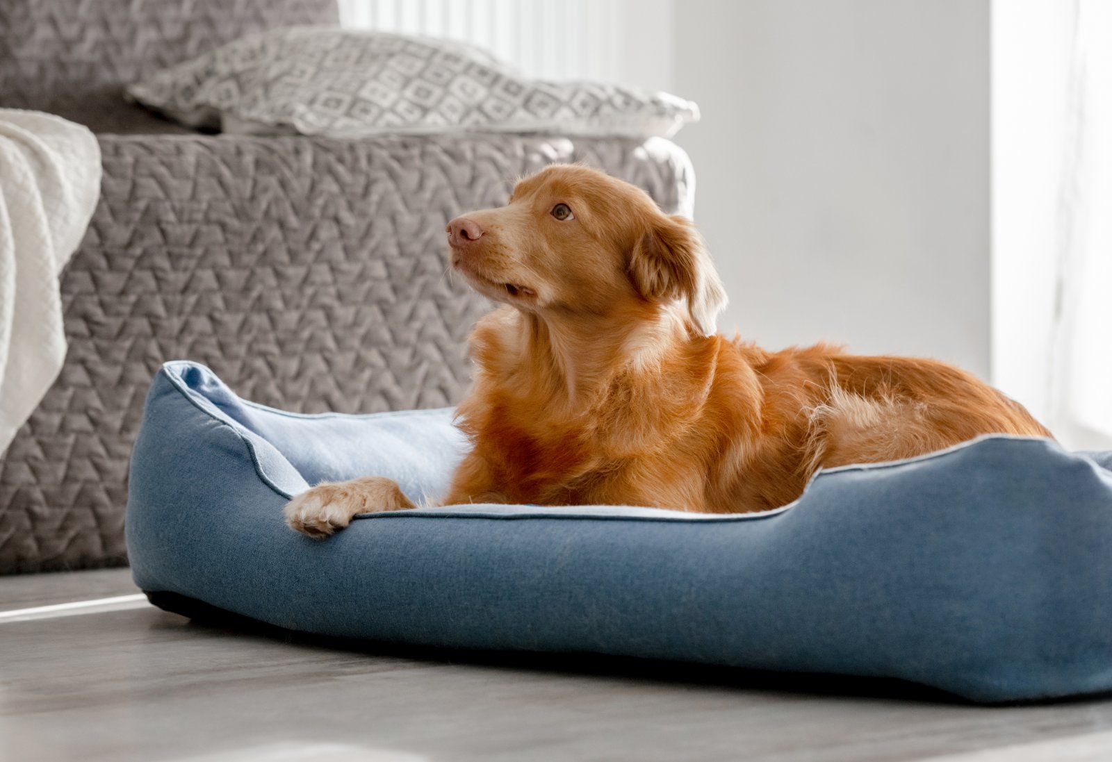 orthopedic dog bed