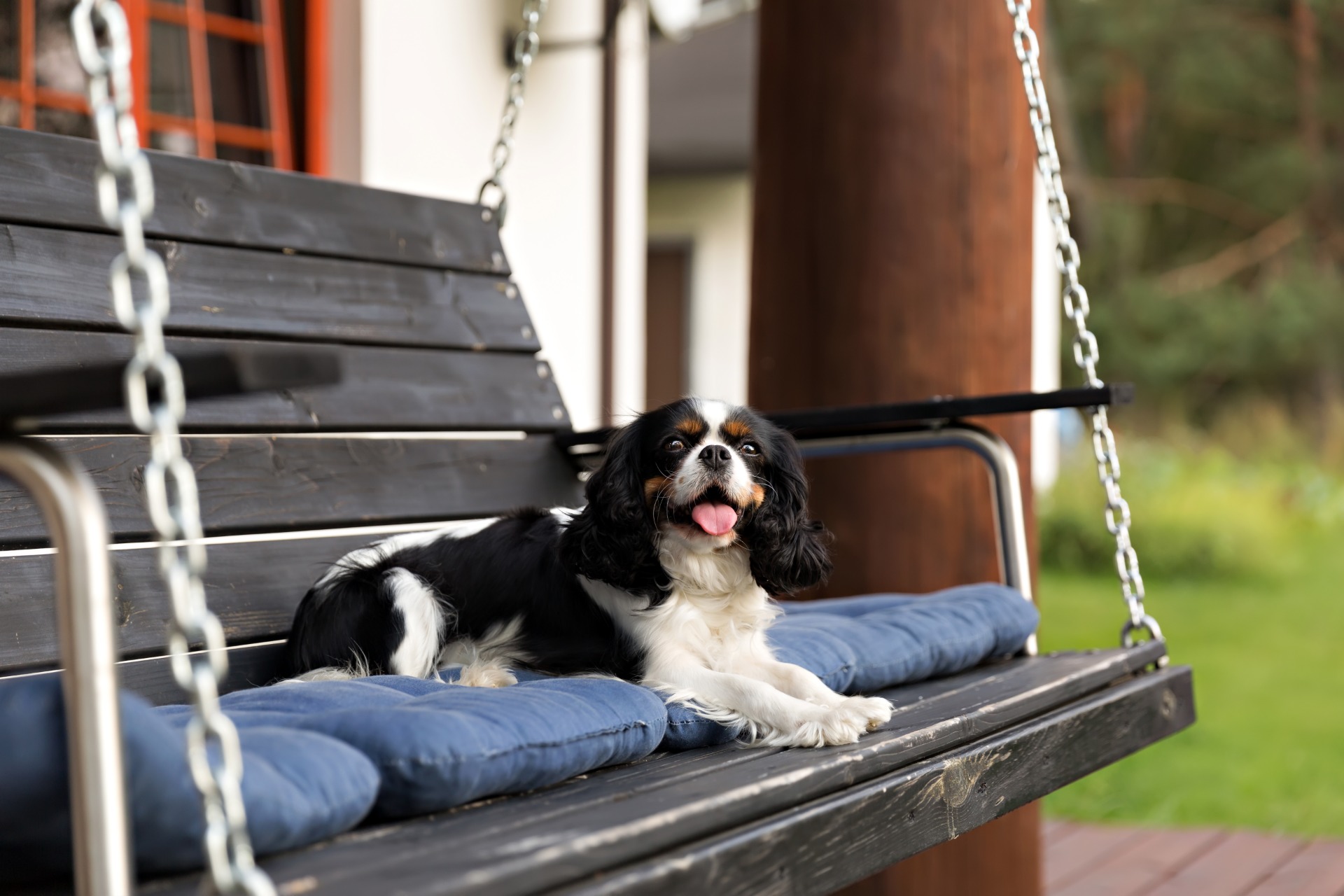 outdoor dog bed ideas