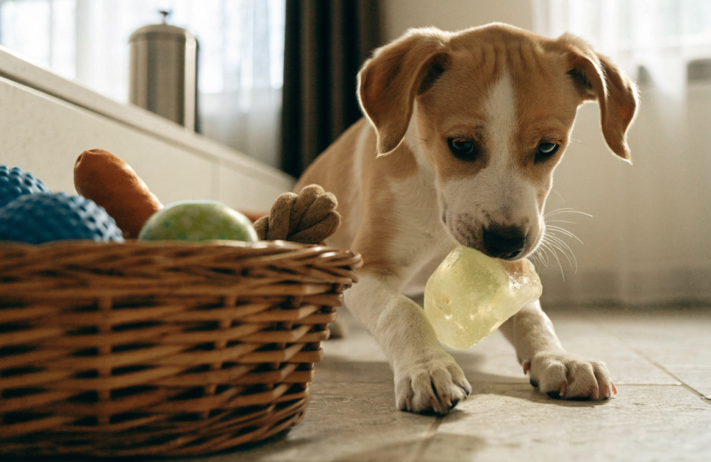 Teething puppy chewing a rubber toy beside a toy basket