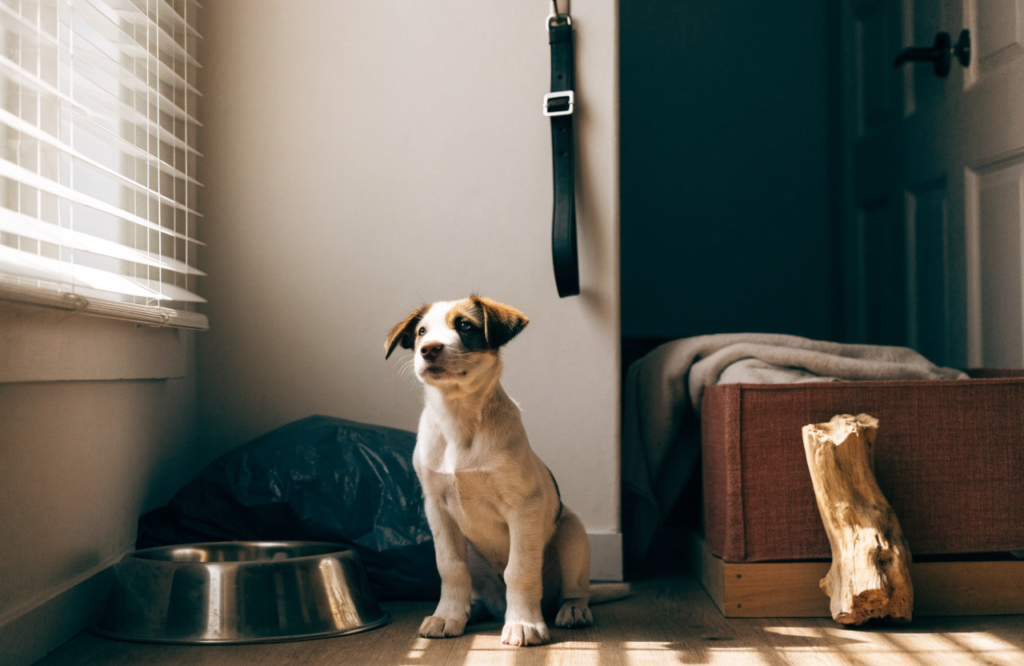 Puppy beside its bowl, bed and leash in a daily routine