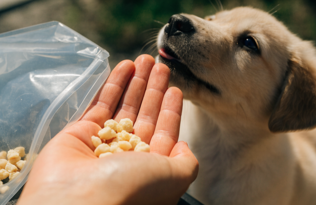 Tiny soft puppy training treats in an open palm