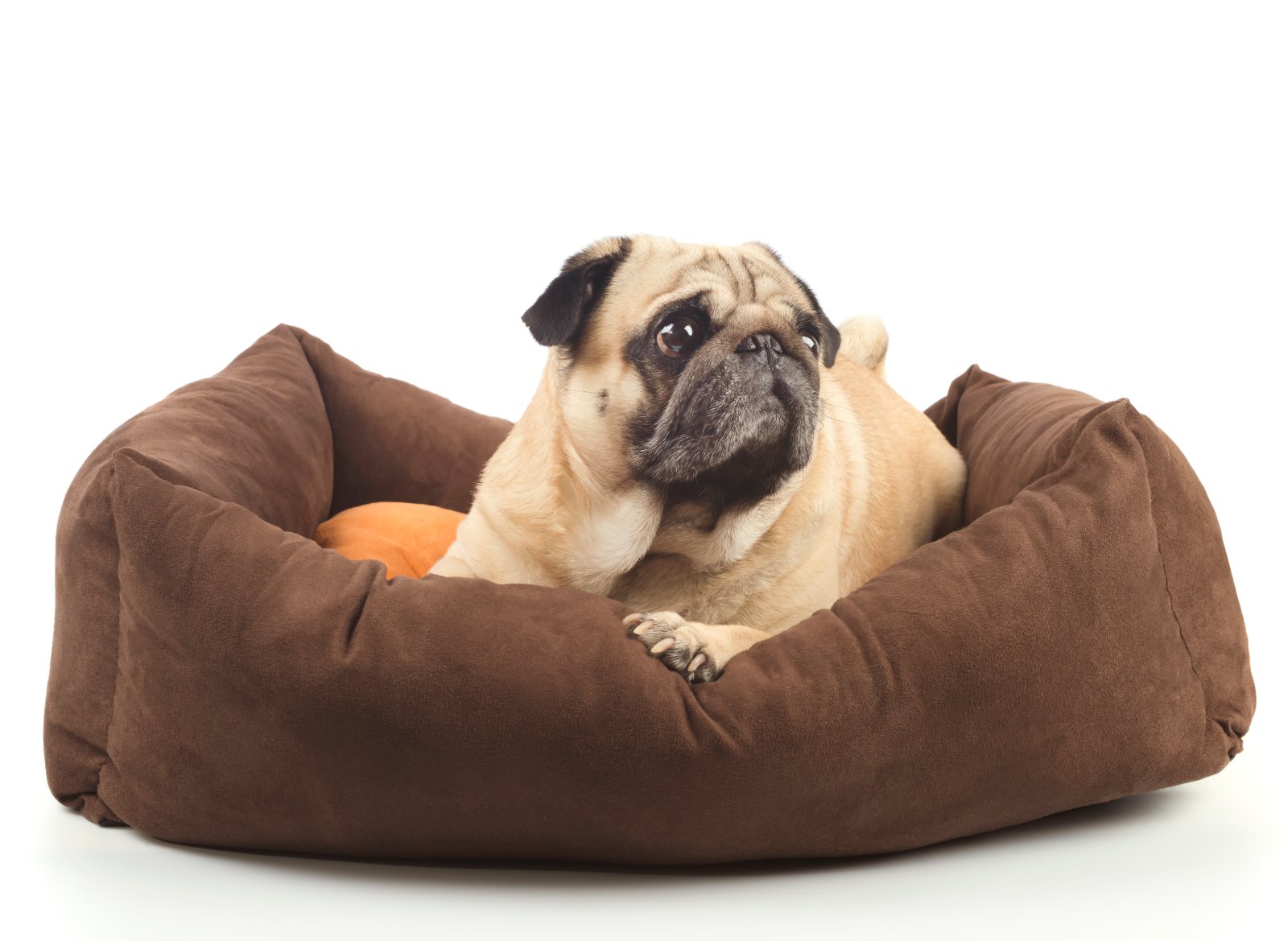 pvc dog bed
