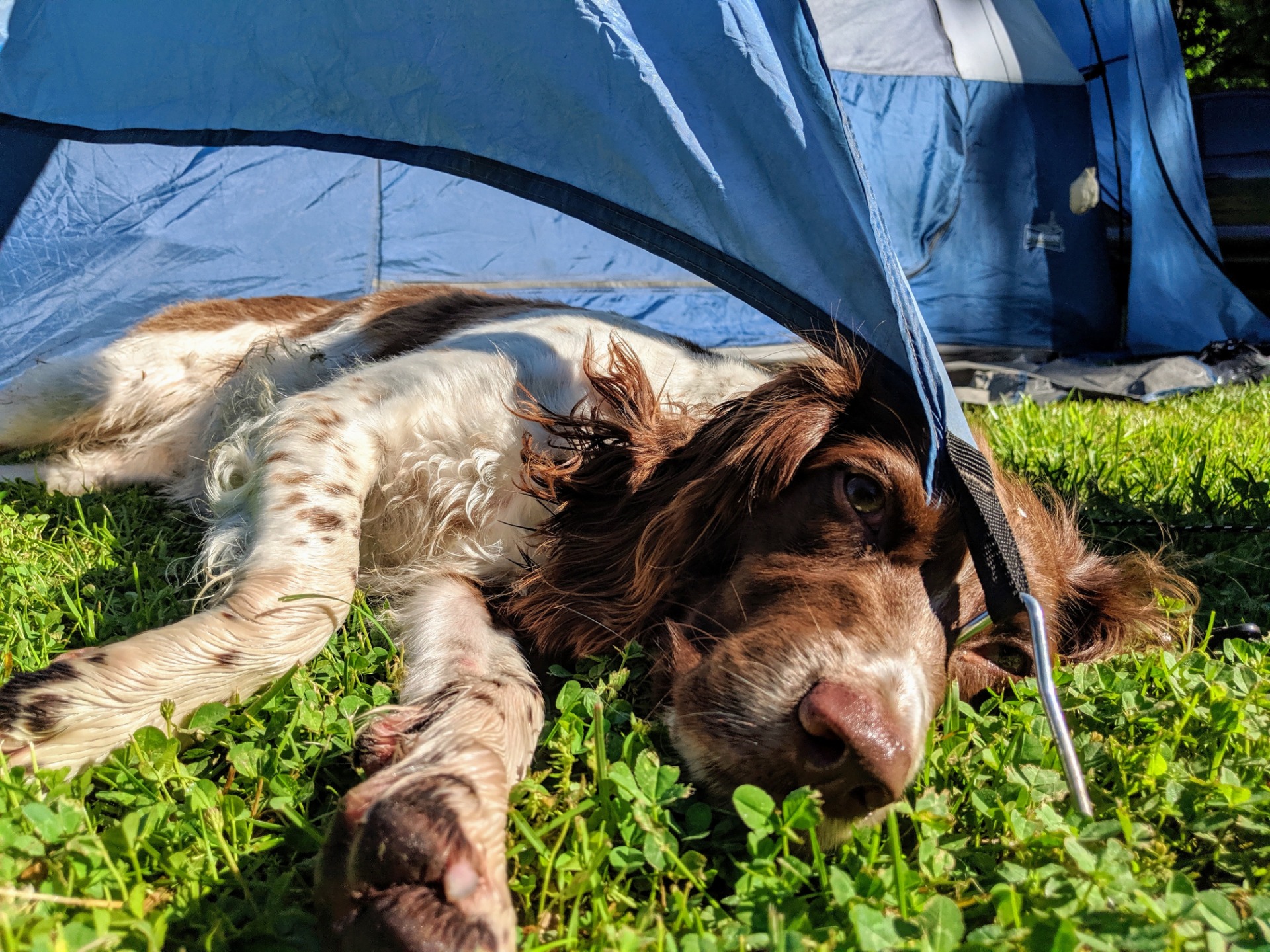 rv dog bed