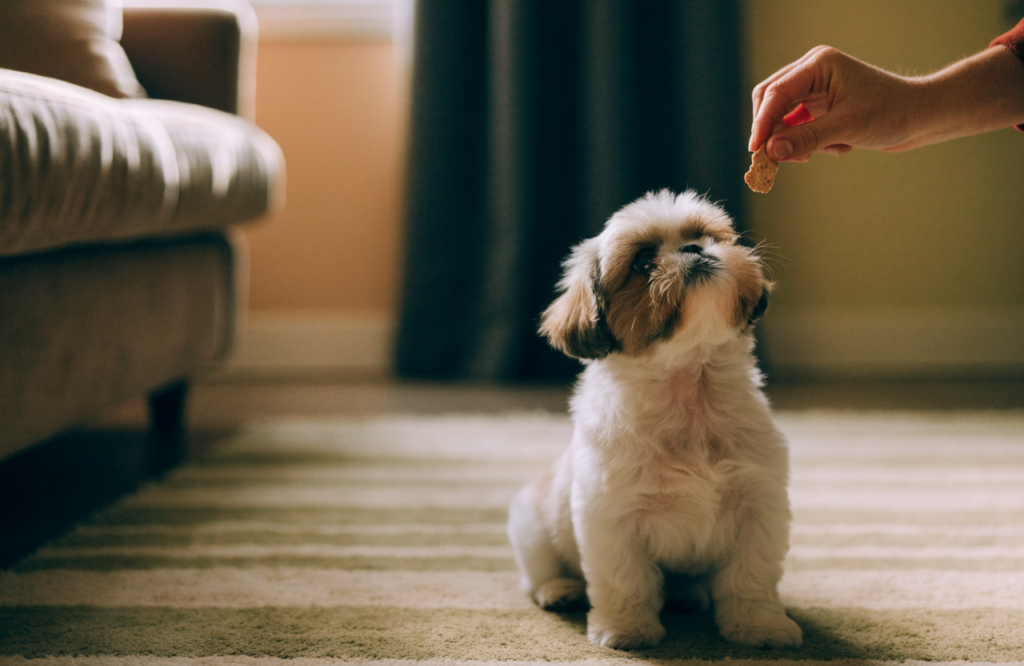 Shih Tzu puppy sitting for a treat on a living room rug