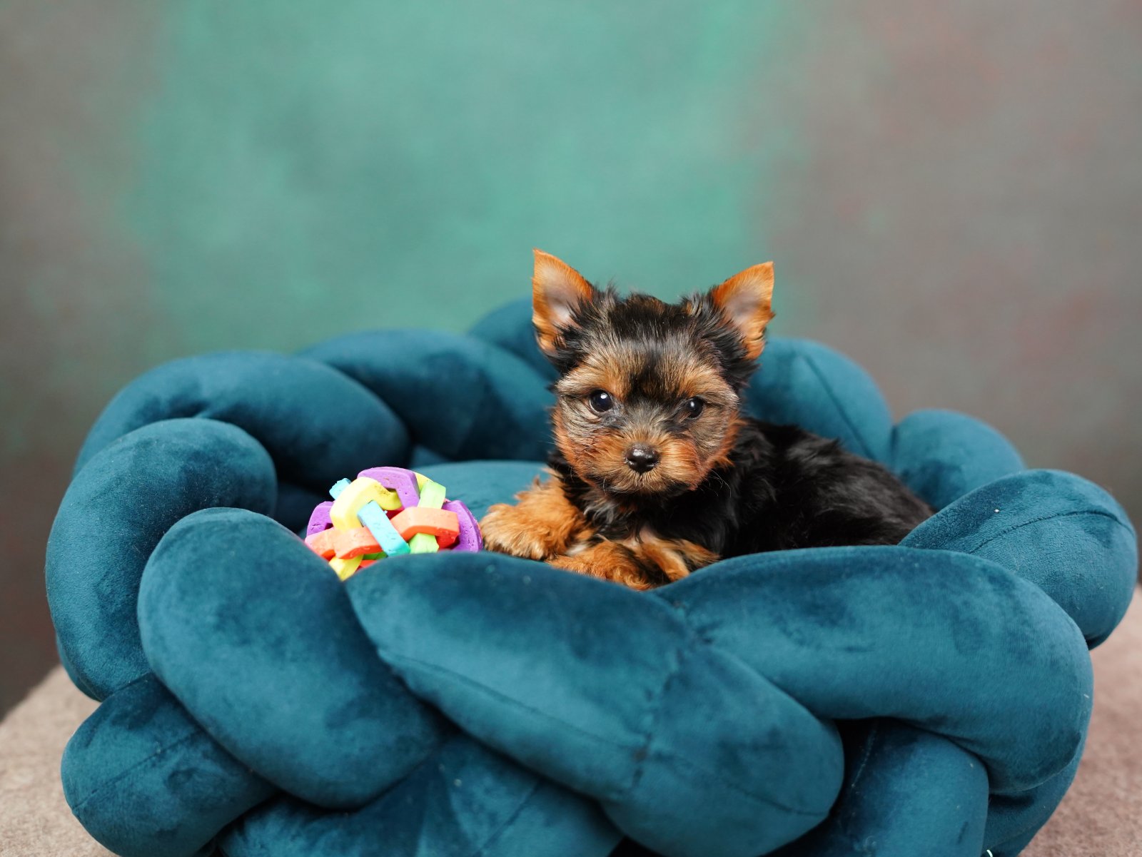 small dog bed ideas
