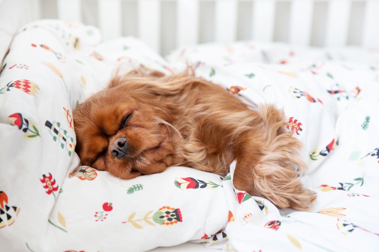 snuggle dog bed