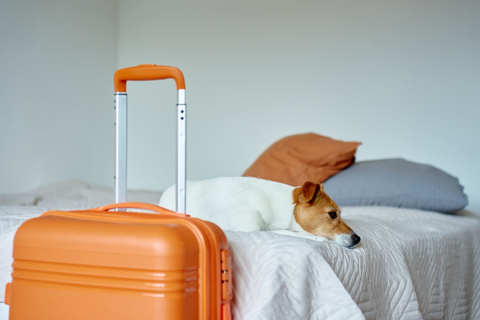 suitcase dog bed