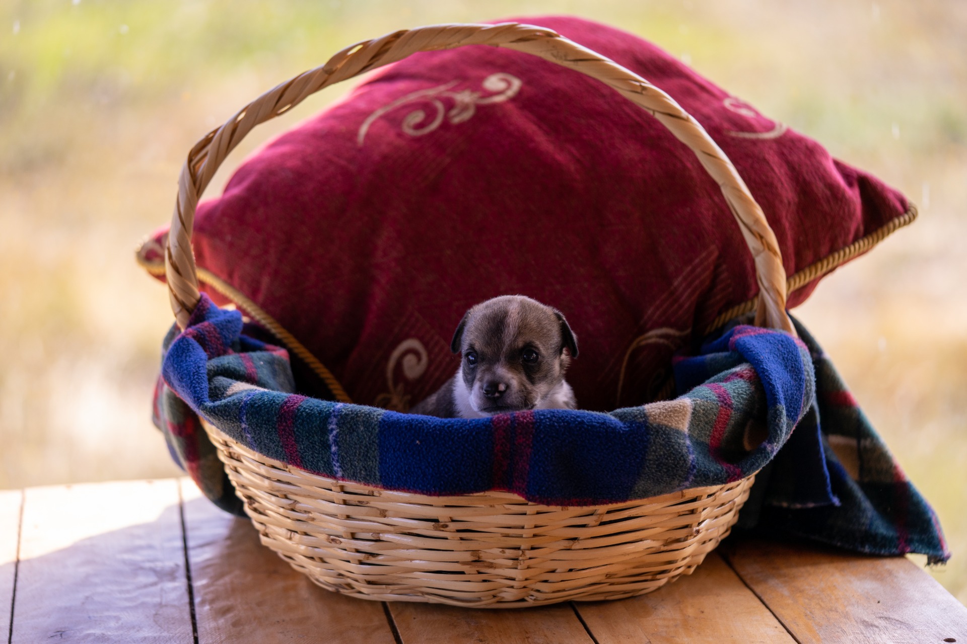 unique dog bed