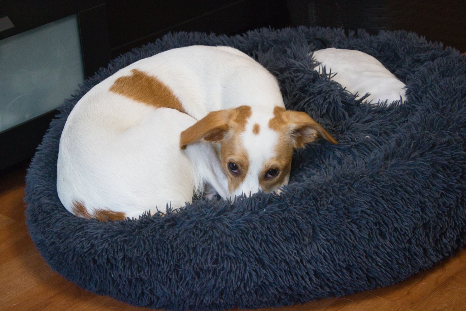 washable dog bed