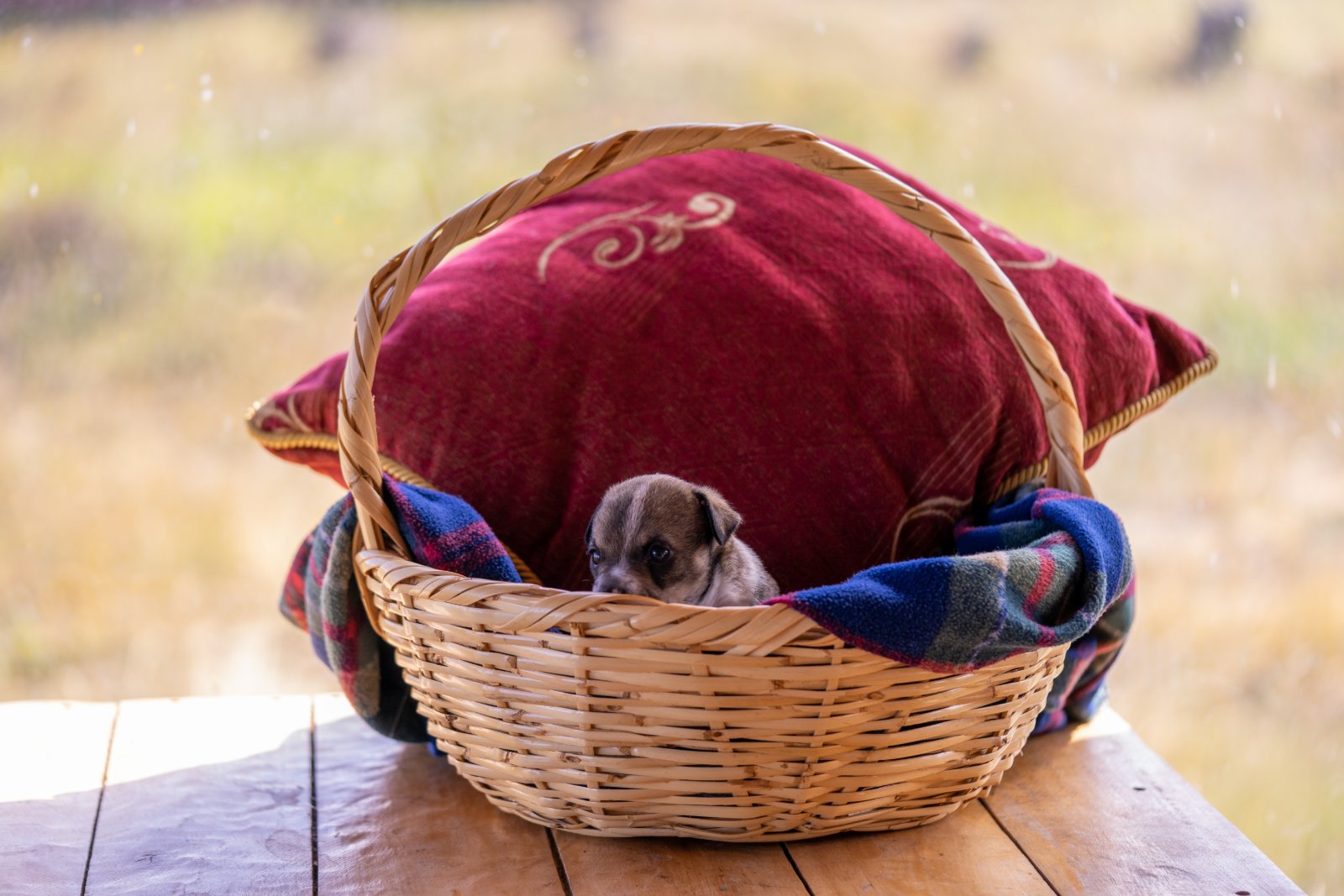 wine barrel dog bed